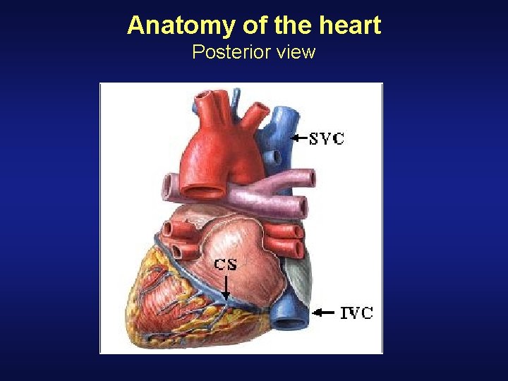 Anatomy of the heart Posterior view Anatomy of the heart Posterior view
