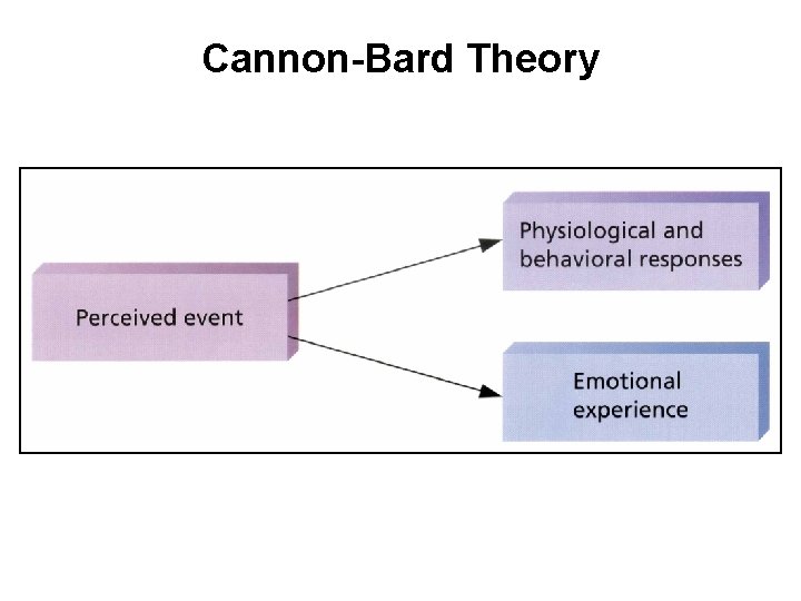 Cannon-Bard Theory Saul Kassin, Psychology. Copyright © 1995 by Houghton Mifflin Company. Reprinted by