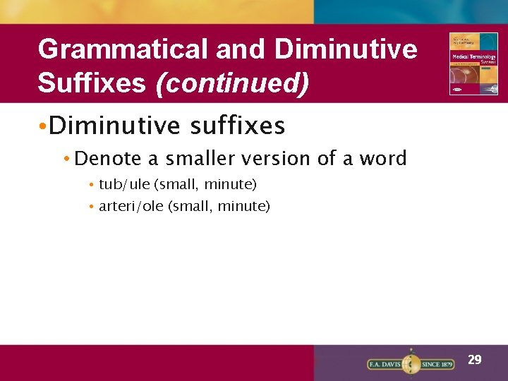 Grammatical and Diminutive Suffixes (continued) • Diminutive suffixes • Denote a smaller version of