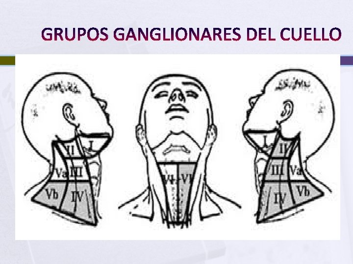 GRUPOS GANGLIONARES DEL CUELLO 