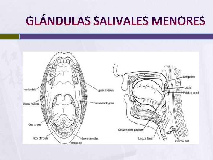 GLÁNDULAS SALIVALES MENORES 
