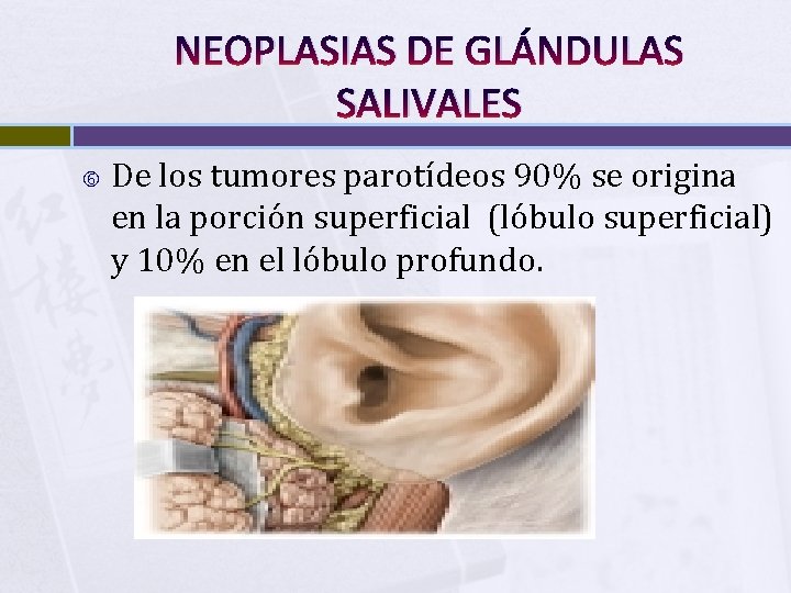 NEOPLASIAS DE GLÁNDULAS SALIVALES De los tumores parotídeos 90% se origina en la porción