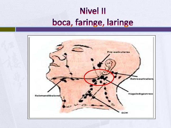 Nivel II boca, faringe, laringe 