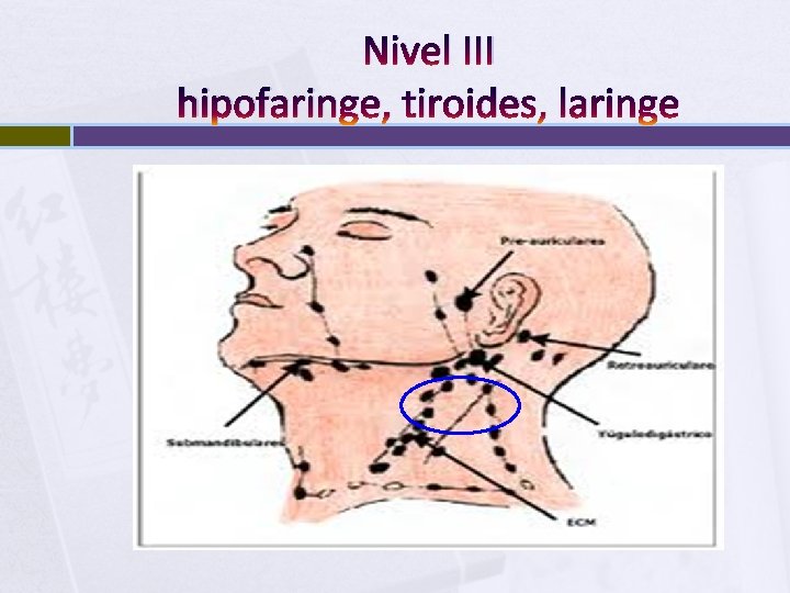 Nivel III hipofaringe, tiroides, laringe 