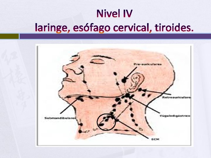 Nivel IV laringe, esófago cervical, tiroides. 