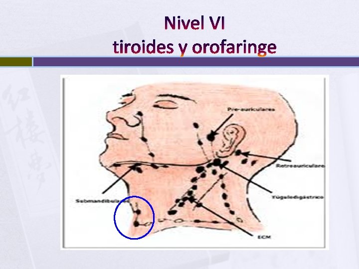 Nivel VI tiroides y orofaringe 