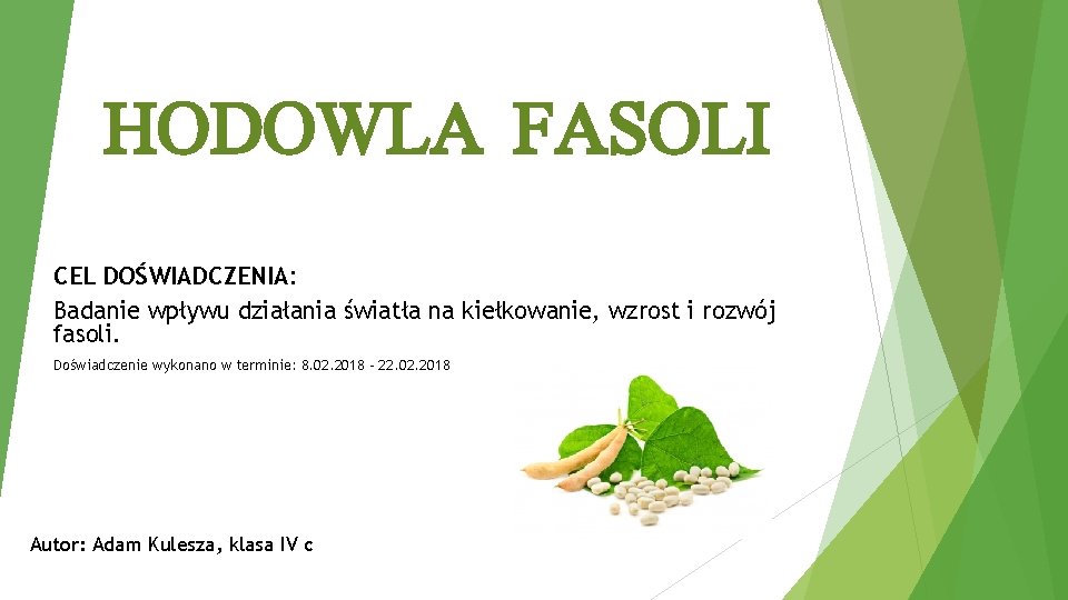 HODOWLA FASOLI CEL DOŚWIADCZENIA: Badanie wpływu działania światła na kiełkowanie, wzrost i rozwój fasoli.