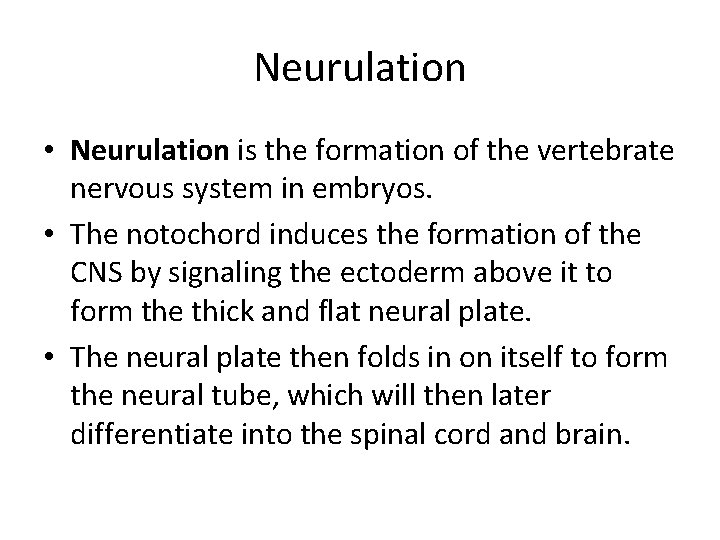 Neurulation • Neurulation is the formation of the vertebrate nervous system in embryos. •