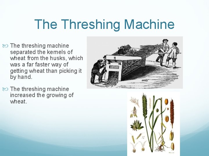 The Threshing Machine The threshing machine separated the kernels of wheat from the husks,