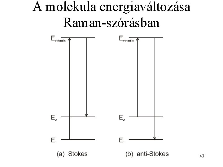 A molekula energiaváltozása Raman-szórásban 43 