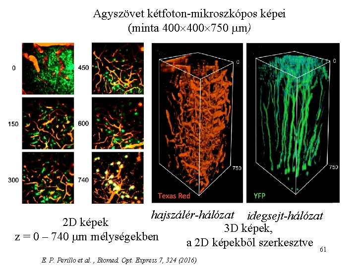 Agyszövet kétfoton-mikroszkópos képei (minta 400 750 m) hajszálér-hálózat idegsejt-hálózat 2 D képek 3 D