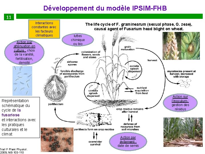  Développement du modèle IPSIM-FHB 11 Interactions constantes avec les facteurs climatiques Action par
