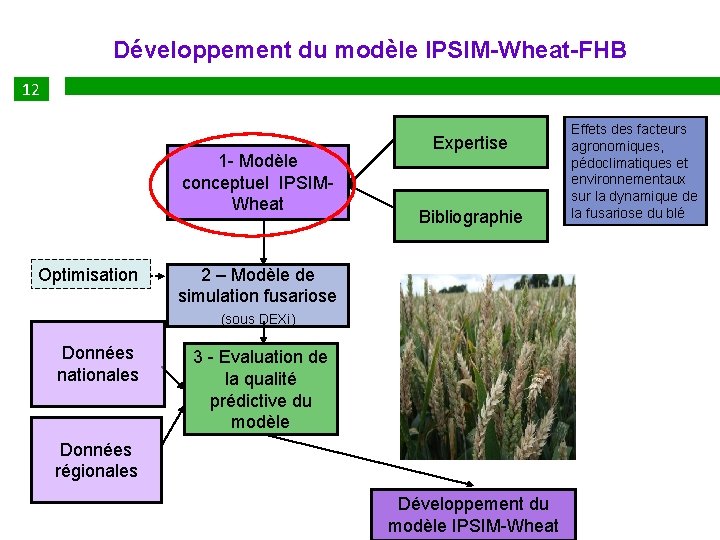 Développement du modèle IPSIM-Wheat-FHB 12 15 1 - Modèle conceptuel IPSIMWheat Optimisation Données nationales