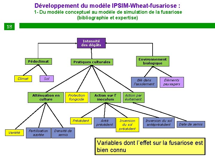 Développement du modèle IPSIM-Wheat-fusariose : 1 - Du modèle conceptuel au modèle de simulation