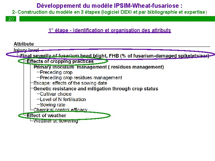 Développement du modèle IPSIM-Wheat-fusariose : 2 - Construction du modèle en 3 étapes (logiciel