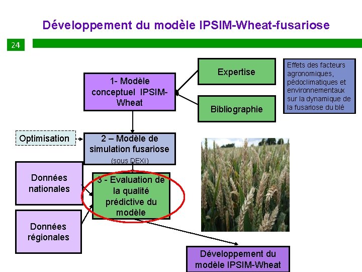 Développement du modèle IPSIM-Wheat-fusariose 24 27 1 - Modèle conceptuel IPSIMWheat Optimisation Données nationales