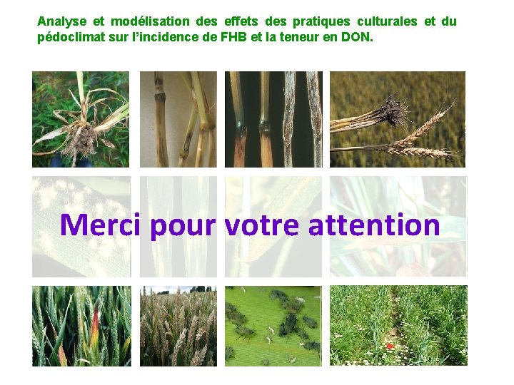 Analyse et modélisation des effets des pratiques culturales et du pédoclimat sur l’incidence de