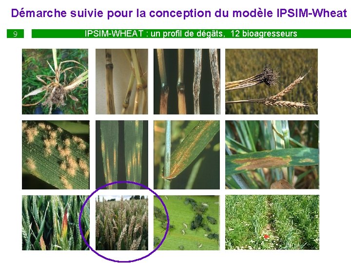 Démarche suivie pour la conception du modèle IPSIM-Wheat 9 IPSIM-WHEAT : un profil de