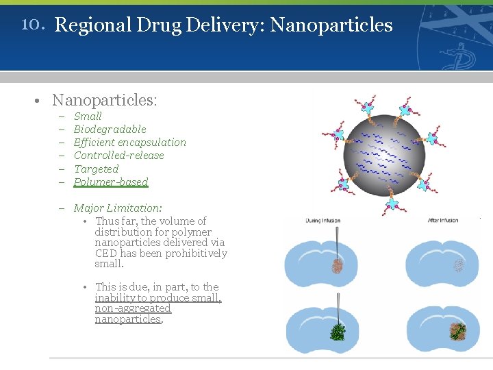 10. Regional Drug Delivery: Nanoparticles • Nanoparticles: – – – Small Biodegradable Efficient encapsulation