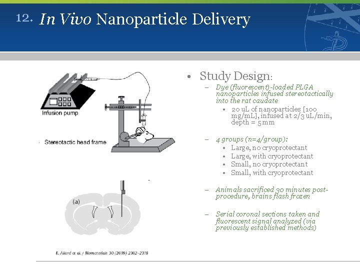 12. In Vivo Nanoparticle Delivery • Study Design: – Dye (fluorescent)-loaded PLGA nanoparticles infused