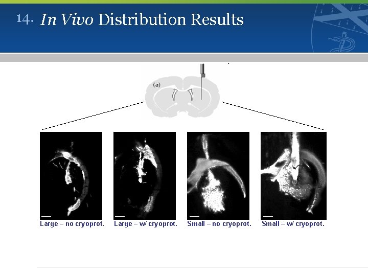 14. In Vivo Distribution Results Large – no cryoprot. Large – w/ cryoprot. Small