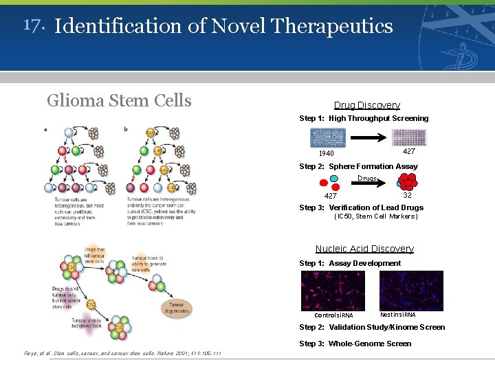 17. Identification of Novel Therapeutics Glioma Stem Cells Drug Discovery Step 1: High Throughput