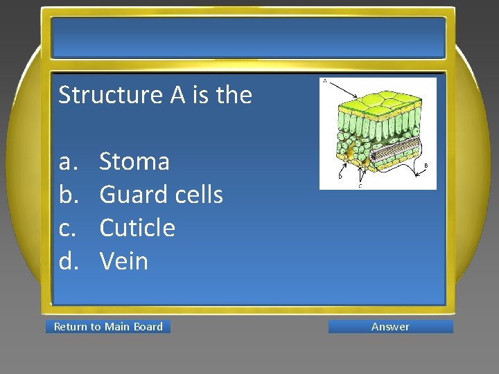 Structure A is the a. b. c. d. Stoma Guard cells Cuticle Vein Return