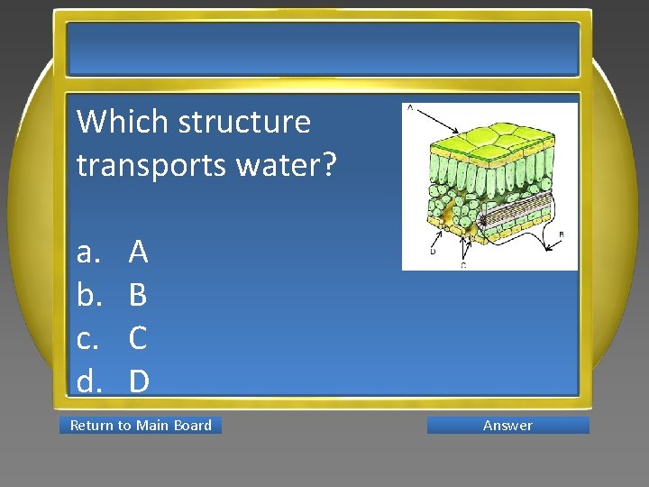 Which structure transports water? a. b. c. d. A B C D Return to