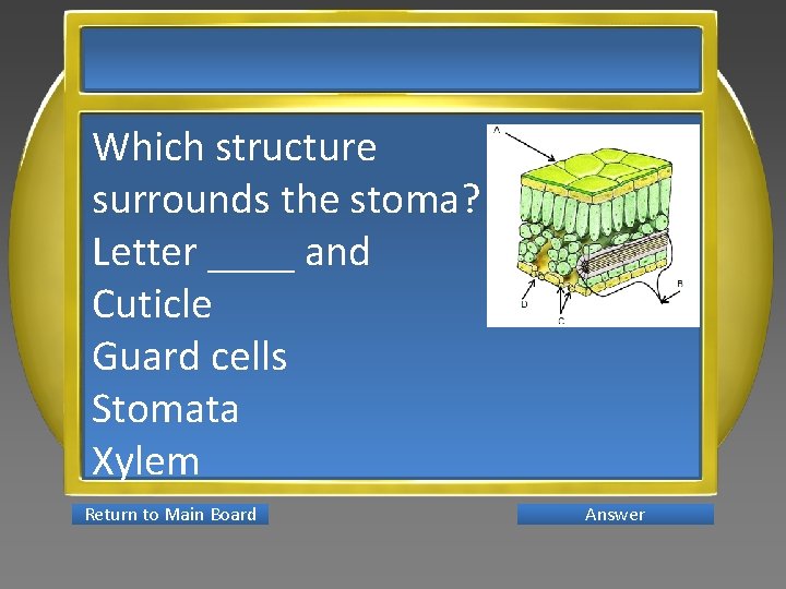 Which structure surrounds the stoma? Letter ____ and Cuticle Guard cells Stomata Xylem Return