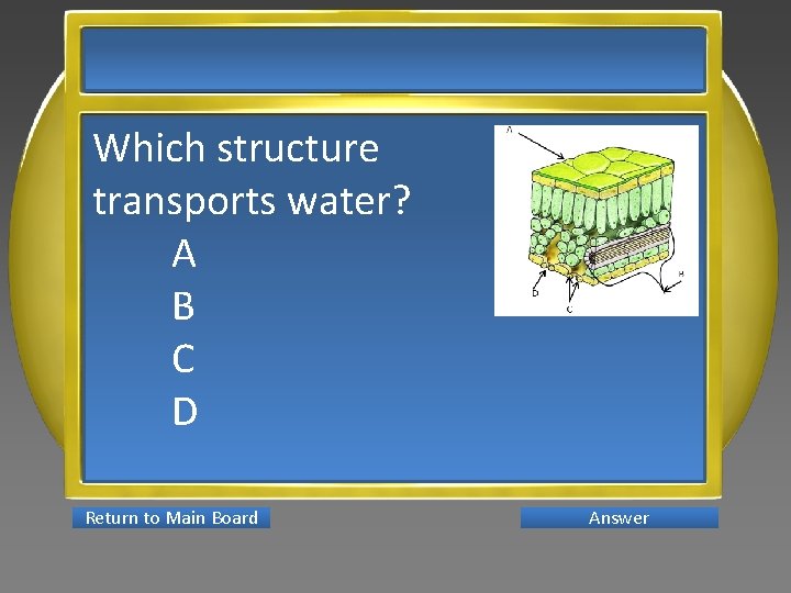 Which structure transports water? A B C D Return to Main Board Answer 