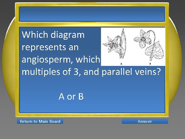 Which diagram represents an angiosperm, which has petals in multiples of 3, and parallel