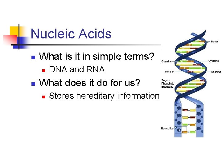 Nucleic Acids n What is it in simple terms? n n DNA and RNA