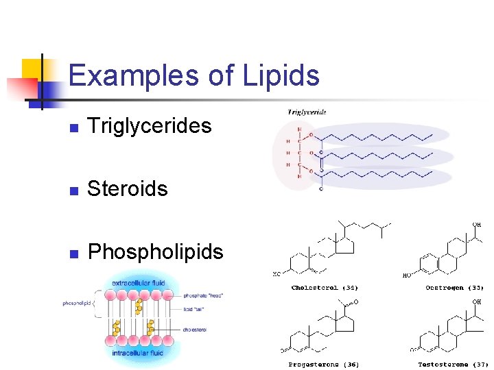 Examples of Lipids n Triglycerides n Steroids n Phospholipids 
