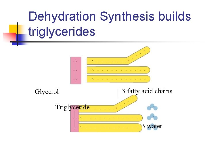 Dehydration Synthesis builds triglycerides Glycerol 3 fatty acid chains Triglyceride 3 water 