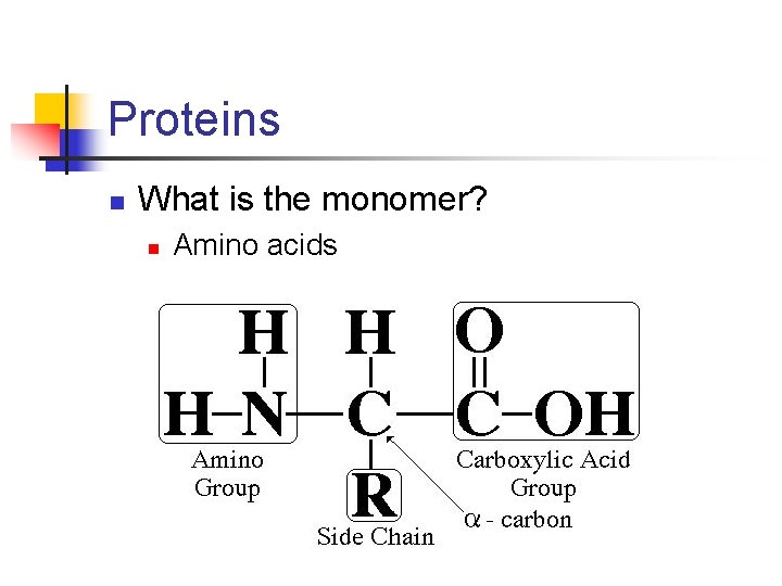 Proteins n What is the monomer? n Amino acids 