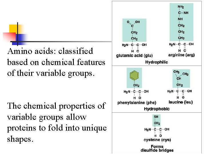 Amino acids: classified based on chemical features of their variable groups. The chemical properties