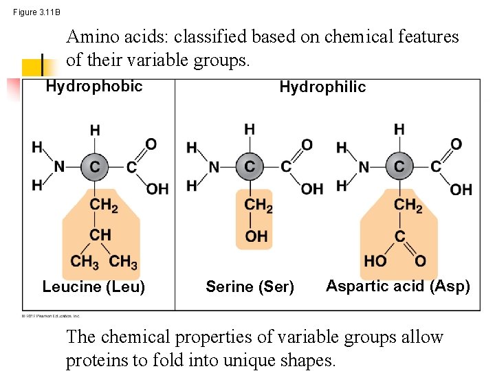 Figure 3. 11 B Amino acids: classified based on chemical features of their variable