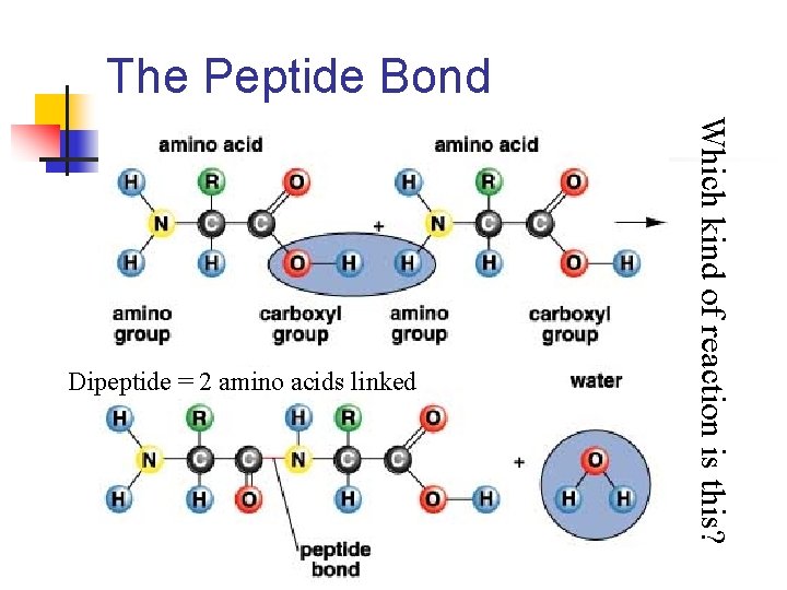 The Peptide Bond Which kind of reaction is this? Dipeptide = 2 amino acids