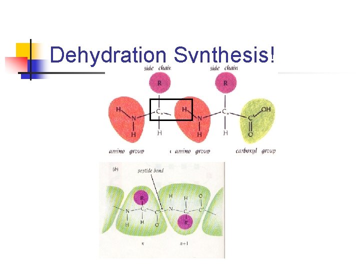 Dehydration Synthesis! 