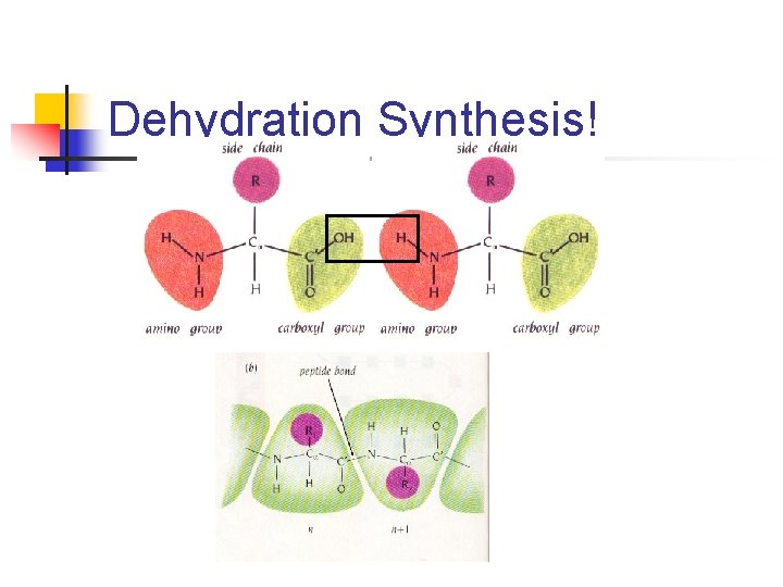 Dehydration Synthesis! 