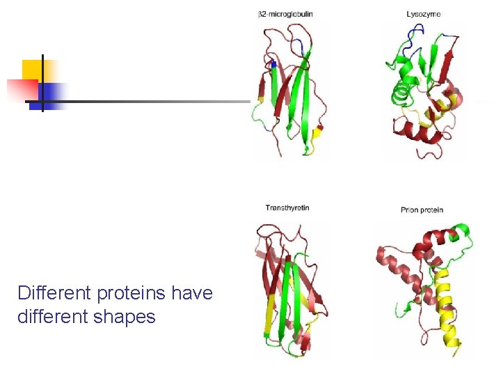 Different proteins have different shapes 