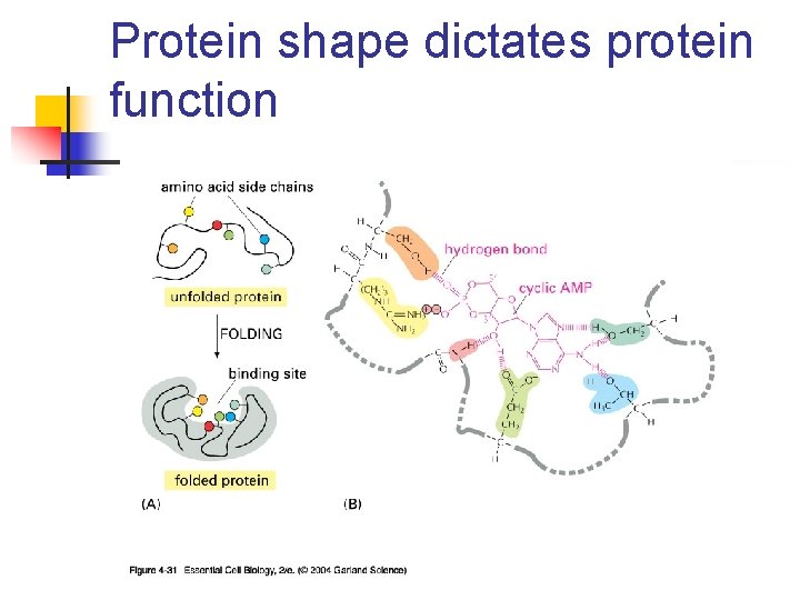 Protein shape dictates protein function 