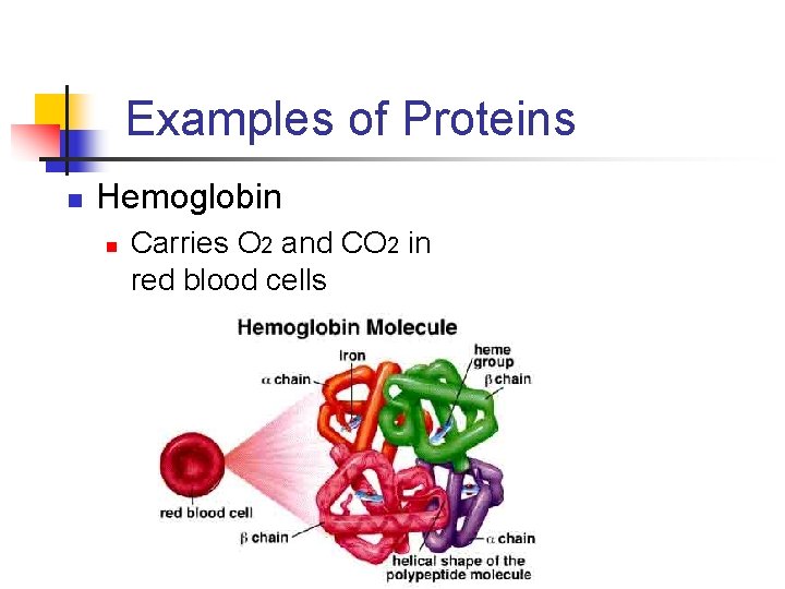 Examples of Proteins n Hemoglobin n Carries O 2 and CO 2 in red