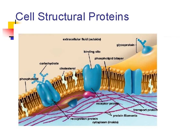 Cell Structural Proteins 