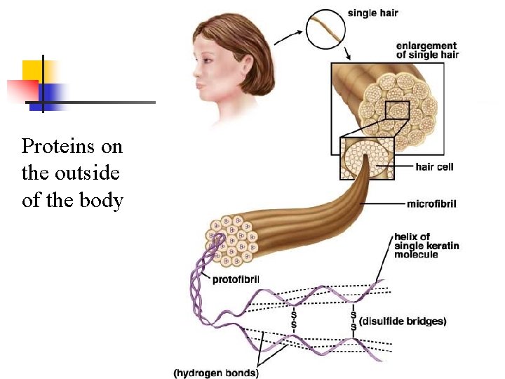 Proteins on the outside of the body 