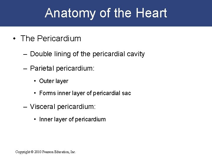 Anatomy of the Heart • The Pericardium – Double lining of the pericardial cavity Anatomy of the Heart • The Pericardium – Double lining of the pericardial cavity