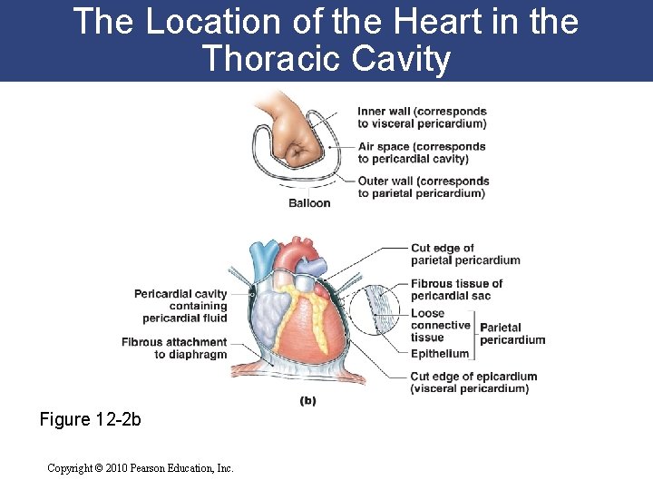 The Location of the Heart in the Thoracic Cavity Figure 12 -2 b Copyright The Location of the Heart in the Thoracic Cavity Figure 12 -2 b Copyright