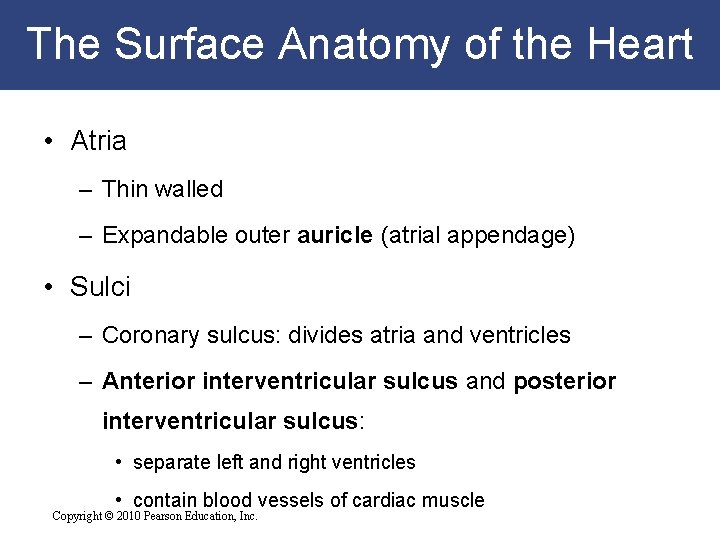 The Surface Anatomy of the Heart • Atria – Thin walled – Expandable outer The Surface Anatomy of the Heart • Atria – Thin walled – Expandable outer