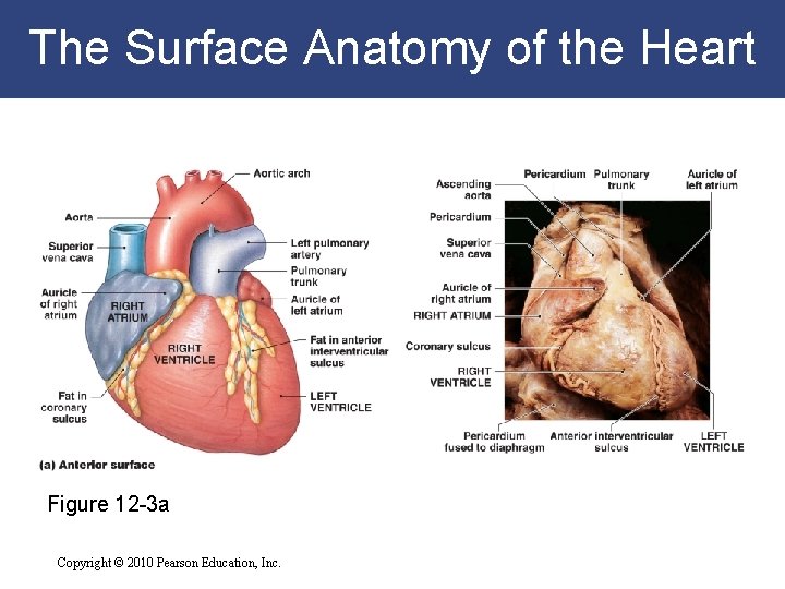 The Surface Anatomy of the Heart Figure 12 -3 a Copyright © 2010 Pearson The Surface Anatomy of the Heart Figure 12 -3 a Copyright © 2010 Pearson