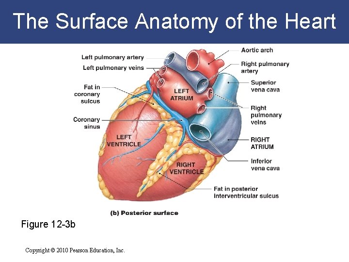 The Surface Anatomy of the Heart Figure 12 -3 b Copyright © 2010 Pearson The Surface Anatomy of the Heart Figure 12 -3 b Copyright © 2010 Pearson